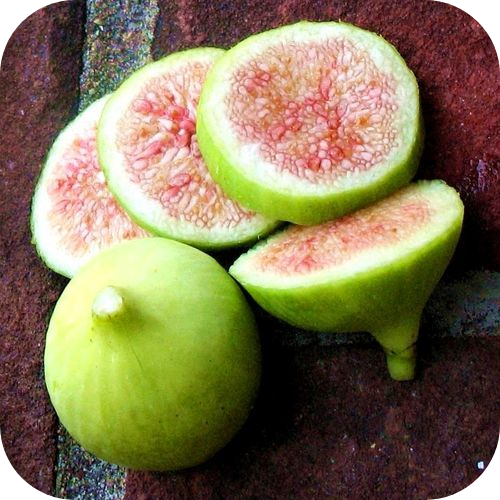 Инжир "Конадрия" Инжир "Конадрия"